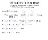 中文名：燈稱花中文別名：烏雞骨英文名：Rough-leaved holly學名：Ilex asprella (Hook. & Arn.) Champ