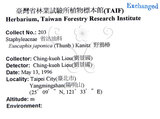 中文名：野鴉椿英文名：Japanese euscaphis學名：Euscaphis japonica (Thunb.) Kanitz