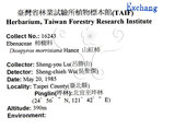 中文名：山紅柿英文名：Morris Persimmon學名：Diospyros morrisiana Hance