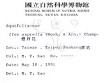 中文名：燈稱花中文別名：烏雞骨英文名：Rough-leaved holly學名：Ilex asprella (Hook. & Arn.) Champ