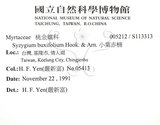 中文名：小葉赤楠英文名：Boxleaf Eugenia學名：Syzygium buxifolium Hook. & Arn