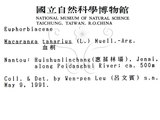 中文名：血桐英文名：Macaranga學名：Macaranga tanarius (L.) Muell.-Arg