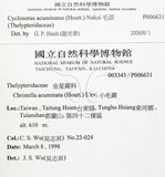 中文名：毛蕨學名：Cyclosorus acuminatus (Houtt.) Nakai