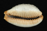 中文名：鯊皮寶螺學名：Cypraea staphylaea Linnaeus, 1758
