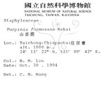 中文名：山香圓英文名：Formosam turpinia學名：Turpinia formosana Nakai