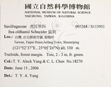 中文名：鼠刺英文名：Formosan Sweetspire學名：Itea oldhamii Schneider