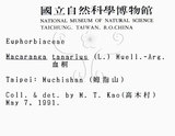 中文名：血桐英文名：Macaranga學名：Macaranga tanarius (L.) Muell.-Arg