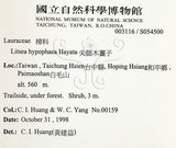 中文名：黃肉樹學名：Litsea hypophaea Hayata