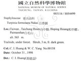 中文名：山香圓英文名：Formosam turpinia學名：Turpinia formosana Nakai