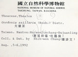 中文名：大頭茶英文名：Taiwan Gordonia學名：Gordonia axillaris (Roxb.) Dietr