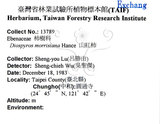 中文名：山紅柿英文名：Morris Persimmon學名：Diospyros morrisiana Hance