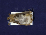 中文名：姬管鼻蝠學名：Murina gracilis