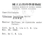 中文名：呂宋莢迷英文名：Luzon Viburnum學名：Viburnum luzonicum Rolfe