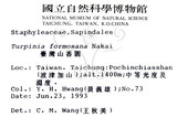 中文名：山香圓英文名：Formosam turpinia學名：Turpinia formosana Nakai