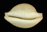 中文名：繡珠寶螺學名：Cypraea cicercula Linnaeus, 1758