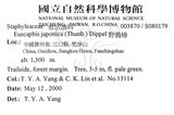 中文名：野鴉椿學名：Euscaphis japonica (Thunb.) Dippel