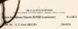 中文名：黃肉樹學名：Litsea hypophaea Hayata