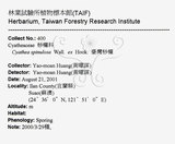 中文名：台灣桫欏英文名：Taiwan Tree-fern學名：Cyathea spinulosa