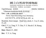 中文名：呂宋莢迷英文名：Luzon Viburnum學名：Viburnum luzonicum Rolfe