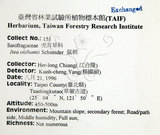 中文名：鼠刺英文名：Formosan Sweetspire學名：Itea oldhamii Schneider