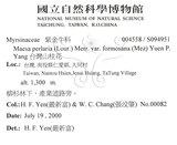 中文名：台灣山桂花英文名：Taiwan Maesa學名：Maesa perlaria (Lour.) Merr. var. formosana (Mez) Yuen P. Yang