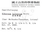 中文名：呂宋莢迷英文名：Luzon Viburnum學名：Viburnum luzonicum Rolfe