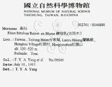 中文名：豬母乳中文別名：水同木英文名：Milk tree學名：Ficus fistulosa Reinw. ex Blume