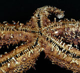 中文名：赤麗棘海星學名：Echinaster callosus von Marenzeller, 1895