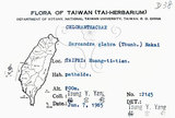 中文名：草珊瑚中文別名：紅果金粟蘭英文名：Glabrous Herbcoral學名：Sarcandra glabra (Thunb.) Nakai