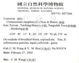 中文名：樟樹英文名：Camphor Tree學名：Cinnamomum camphora (L.) Presl