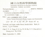 中文名：毛蕨學名：Cyclosorus acuminatus (Houtt.) Nakai
