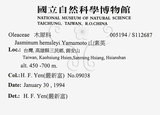 中文名：山素英英文名：Mountain Jasmine學名：Jasminum hemsleyi Yamamoto