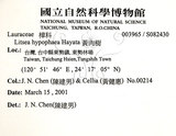 中文名：黃肉樹學名：Litsea hypophaea Hayata