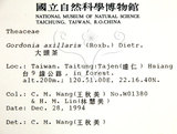 中文名：大頭茶英文名：Taiwan Gordonia學名：Gordonia axillaris (Roxb.) Dietr