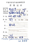 中文名：葦草蘭中文別名：鳥仔花竹葉蘭學名：Arundina graminifolia (D. Don) Hochr