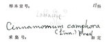 中文名：樟樹英文名：Camphor Tree學名：Cinnamomum camphora (L.) Presl