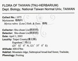 中文名：楊梅英文名：Chinese Babyberry學名：Myrica rubra (Lour.) Sieb. & Zucc