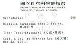 中文名：臺灣白及學名：Bletilla formosana (Hayata) Schltr