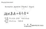 中文名：野鴉椿學名：Euscaphis japonica (Thunb.) Dippel