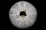 中文名：白棘三列海膽學名：Tripneustes gratilla (Linnaeus, 1758)