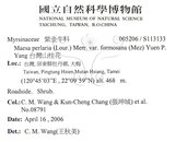 中文名：台灣山桂花英文名：Taiwan Maesa學名：Maesa perlaria (Lour.) Merr. var. formosana (Mez) Yuen P. Yang