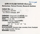 中文名：鼠刺英文名：Formosan Sweetspire學名：Itea oldhamii Schneider