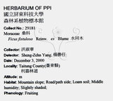 中文名：豬母乳中文別名：水同木英文名：Milk tree學名：Ficus fistulosa Reinw. ex Blume