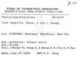 中文名：燈稱花中文別名：烏雞骨英文名：Rough-leaved holly學名：Ilex asprella (Hook. & Arn.) Champ