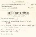 中文名：毛蕨學名：Cyclosorus acuminatus (Houtt.) Nakai