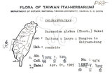 中文名：草珊瑚中文別名：紅果金粟蘭英文名：Glabrous Herbcoral學名：Sarcandra glabra (Thunb.) Nakai