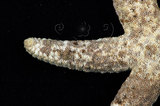 中文名：顆粒蛇海星學名：Ophidiaster granifer Lutken, 1872