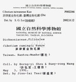 中文名：臺灣金狗毛蕨學名：Cibotium taiwanense Kuo