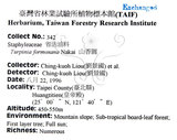 中文名：山香圓英文名：Formosam turpinia學名：Turpinia formosana Nakai