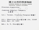 中文名：山素英英文名：Mountain Jasmine學名：Jasminum hemsleyi Yamamoto